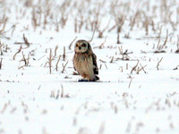 Short-eared Owl (Asio flammeus)