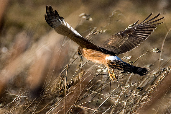 Hen Harrier (Circus cyaneus) immature; or Northern Harrier