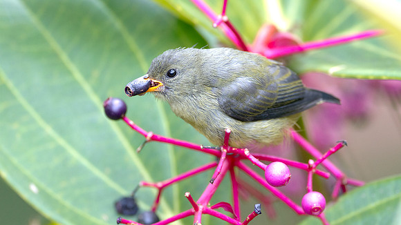 Bornean Flowerpecker (Dicaeum monticolum) juvenile