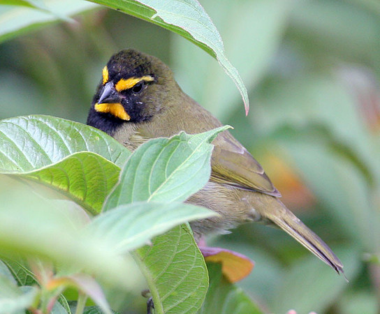 Yellow-faced Grassquit (Tiaris olivaceus) male