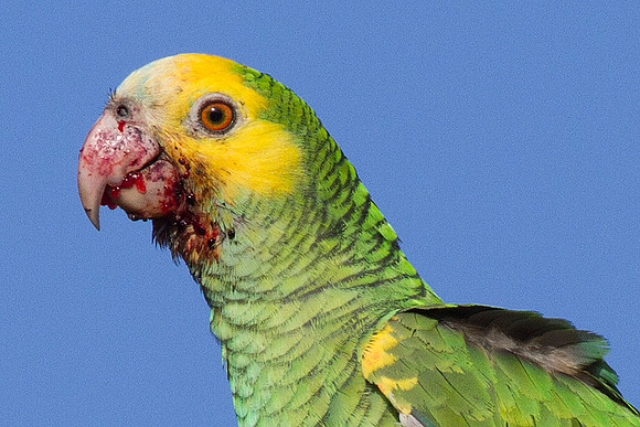 Yellow-shouldered Amazon (Amazona barbadensis)