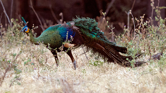 Green peafowl (Pavo muticus)