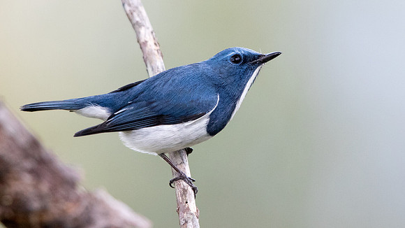 Ultramarine flycatcher (Ficedula superciliaris)