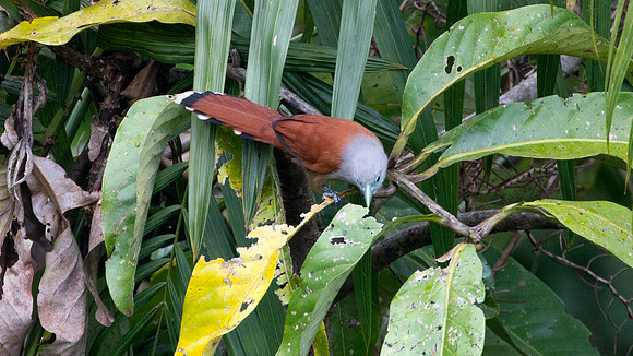 Raffles's Malkoha (Phaenicophaeus chlorophaeus) female