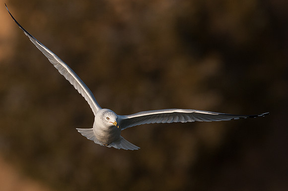 Ring-billed Gull (Larus delawarensis)