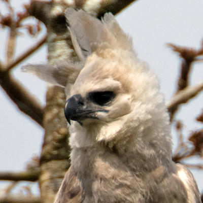 Harpy Eagle (Harpia harpyja) juvenile