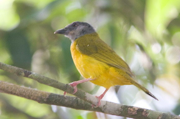 Grey-headed Tanager (Eucometis penicillata)