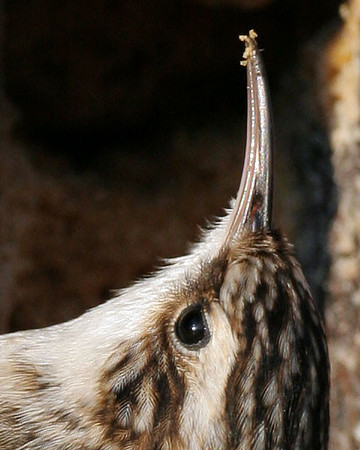 Brown Creeper (Certhia americana) also known as American Tree Creeper