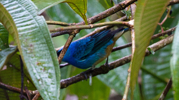 Golden-naped Tanager (Tangara ruficervix)