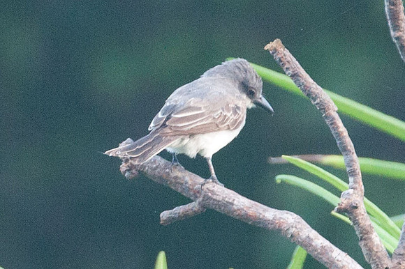 Gray Kingbird (Tyrannus dominicensis)