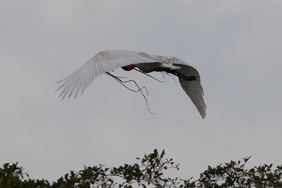 Jabiru (Jabiru mycteria)