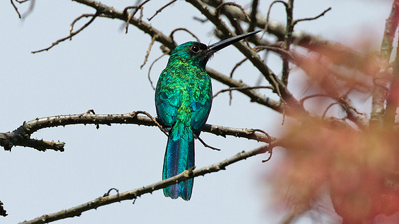 Bluish-fronted Jacamar (Galbula cyanescens)