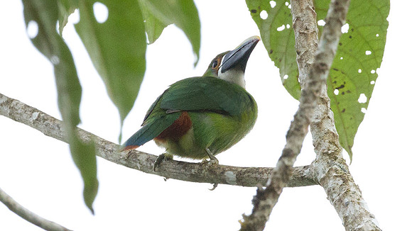 Emerald Toucanet (Aulacorhynchus prasinus)