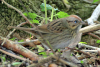 Lincoln's Sparrow (Melospiza lincolnii)
