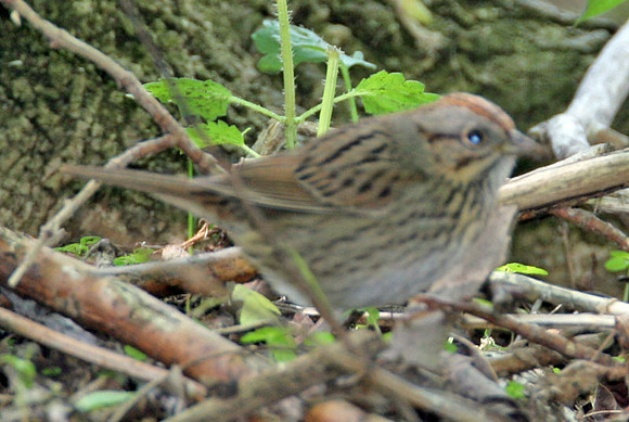 Lincoln's Sparrow (Melospiza lincolnii)