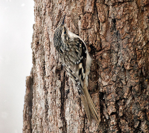 Brown Creeper (Certhia americana) also known as American Tree Creeper