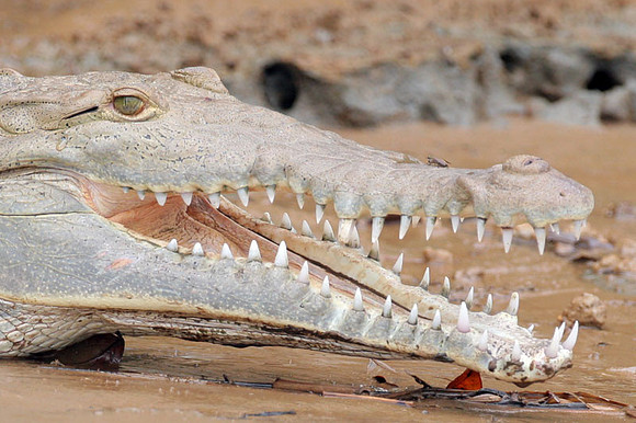 American Crocodile (Crocodylus acutus)