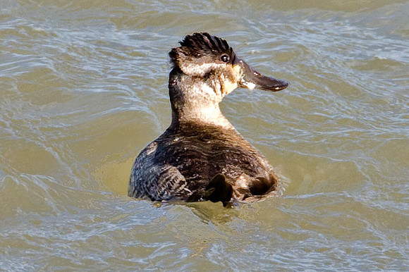 Ruddy Duck (Oxyura jamaicensis) immature