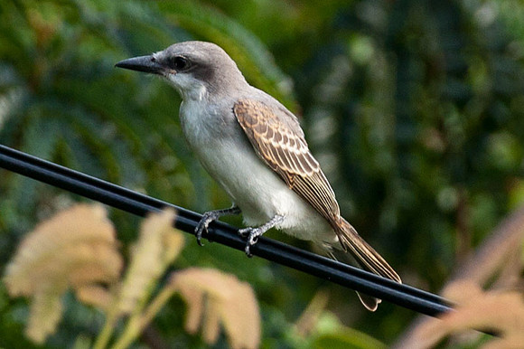 Gray Kingbird (Tyrannus dominicensis)