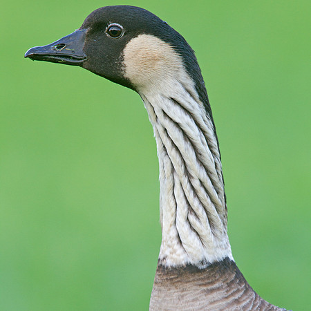 Nene (Branta sandvicensis)