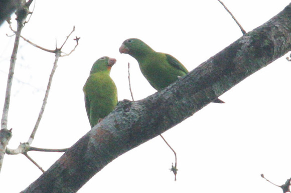 Orange-chinned Parakeet (Brotogeris jugularis) also known as Tovi Parakeet