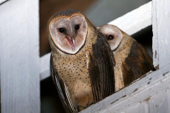 Western Barn Owl (Tyto alba)