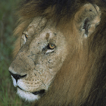 1988 Africa Lion-1-thumba