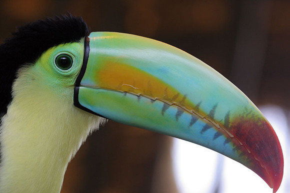 Keel-billed Toucan (Ramphastos sulfuratus) also known as Sulfur-breasted Toucan, Rainbow-billed Toucan