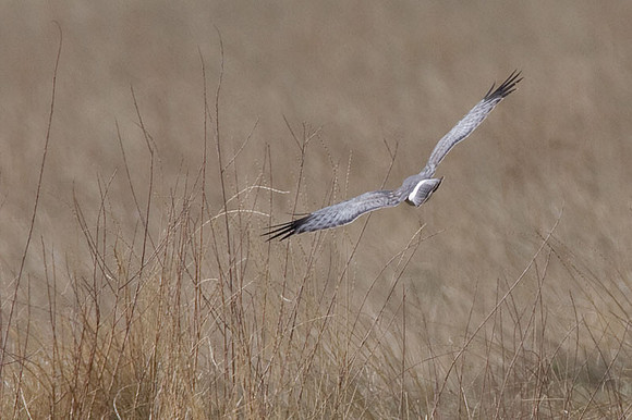 Hen Harrier (Circus cyaneus) also known as Northern Harrier