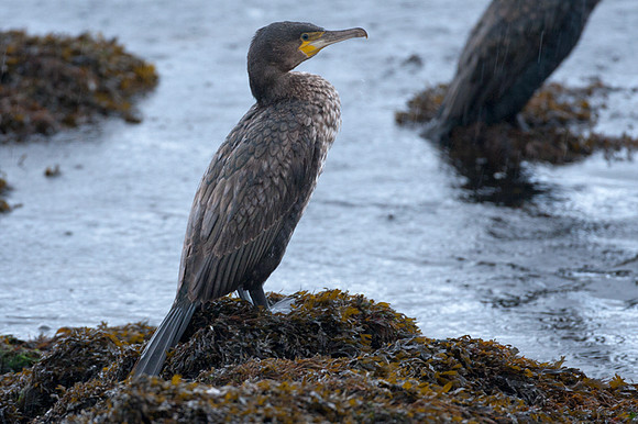 Great Cormorant (Phalacrocorax carbo) also known as Great Black Cormorant, Black Cormorant, Black Shag
