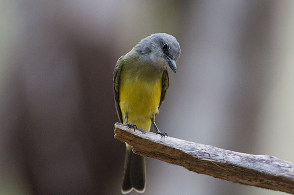 Tropical Kingbird (Tyrannus melancholicus)