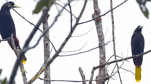 Crested Oropendola (Psarocolius decumanus)