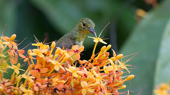 Brown-throated Sunbird (Anthreptes malacensis) female