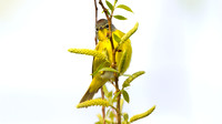 Nashville Warbler (Vermivora ruficapilla)