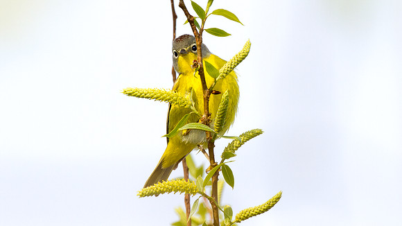 Nashville Warbler (Vermivora ruficapilla)