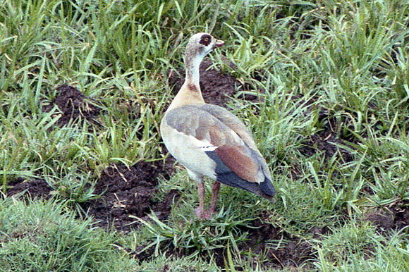 Egyptian Goose (Alopochen aegyptiacus)