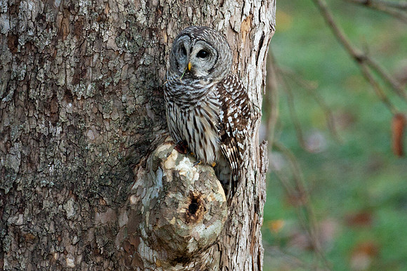 _MG_0912-Barred-Owl---Strix-varia