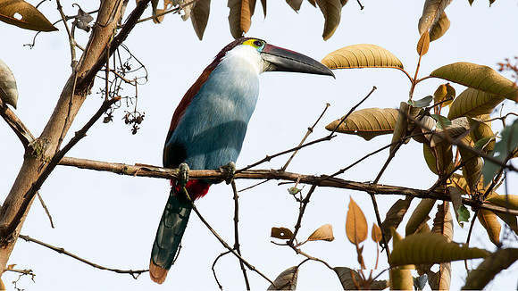 Black-billed Mountain Toucan (Andigena nigrirostris)