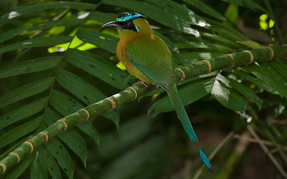 Blue-crowned Motmot (Momotus momota)