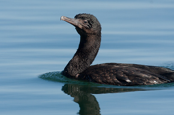 Brandt's Cormorant (Phalacrocorax penicillatus)