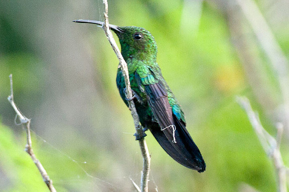 Green-throated Carib (Eulampis holosericeus)