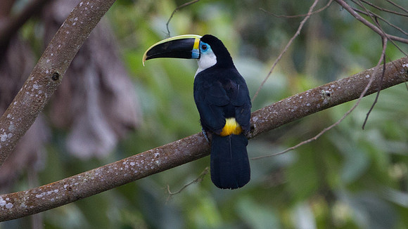 Channel-billed Toucan (Ramphastos vitellinus)