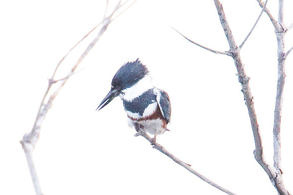 Belted Kingfisher (Megaceryle alcyon) female