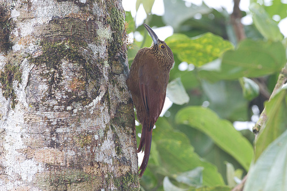 Strong-billed Woodcreeper (Xiphocolaptes promeropirhynchus)