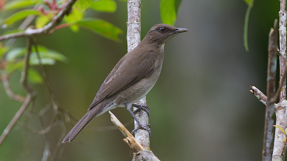Black-billed Thrush (Turdus ignobilis)