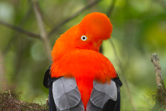 Andean Cock-of-the-rock (Rupicola peruvianus)