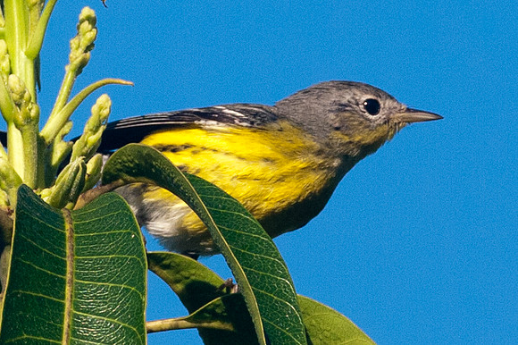 Magnolia Warbler (Dendroica magnolia) immature