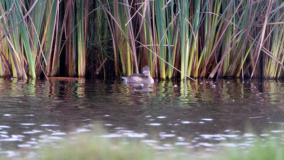 White-tufted Grebe (Rollandia rolland)