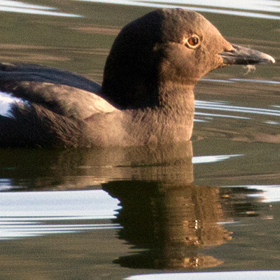 Pigeon Guillemot (Cepphus columba)