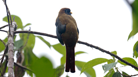 Masked Trogon (Trogon personatus)